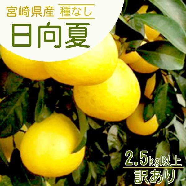 【2026年3月上旬頃より順次発送】宮崎県産種なし日向夏 訳あり2.5kg以上 デコポン ポンカン がお好きな方にも ふぞろい