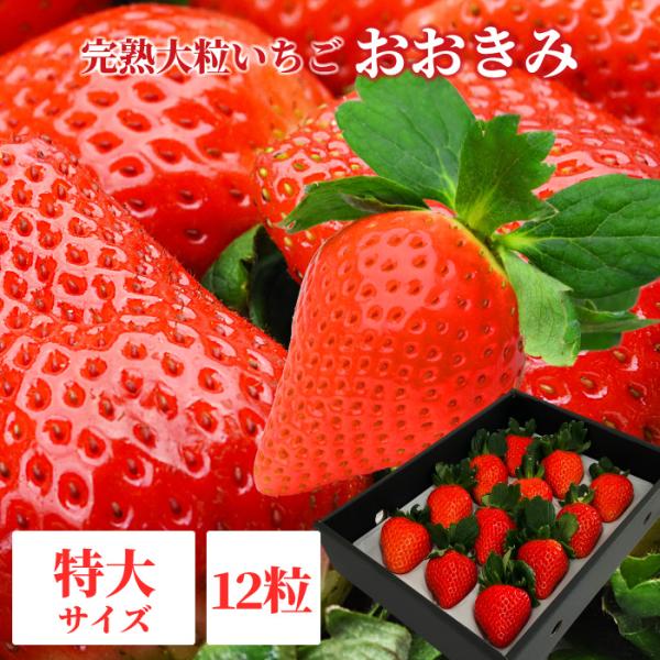 【順次発送】宮崎県産 大粒いちご 【 おおきみ 特大サイズ 12粒 1パック 】380g以上(1粒あたり30~39g) 日付指定不可 いちご イチゴ 苺