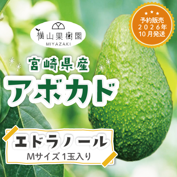 【予約販売 2026年10月発送】宮崎産アボカド「エドラノール」Mサイズ(250g~299g)×1玉パック入り 国産アボカド 国産フルーツ フルーツギフト