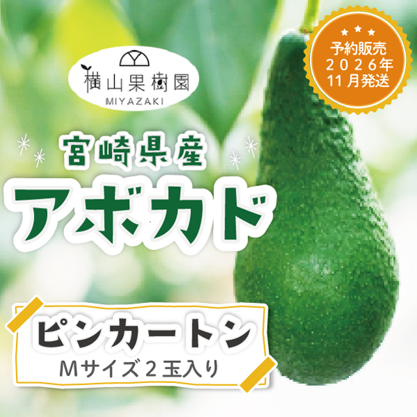 【予約販売 2026年11月発送】宮崎産アボカド「ピンカートン」Mサイズ(250g~299g)×2玉パック入り 国産アボカド 国産フルーツ フルーツギフト